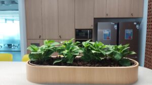 desain taman kering indoor minimalis