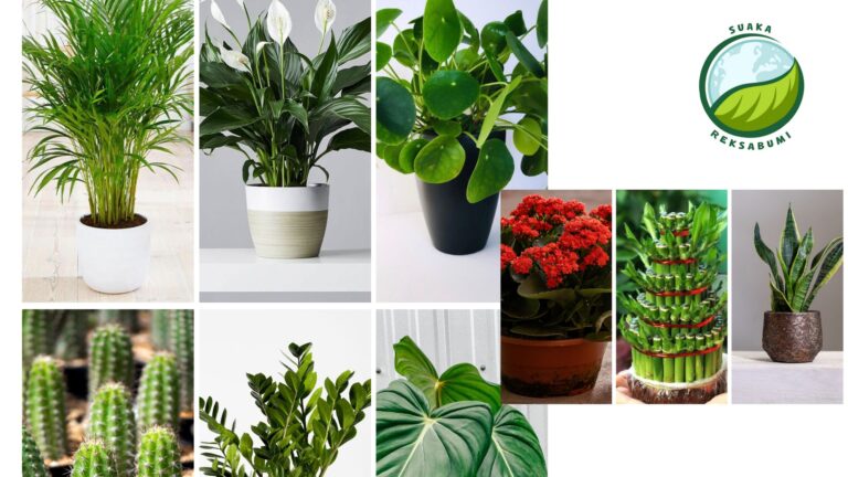 tanaman hias pembawa keberuntungan