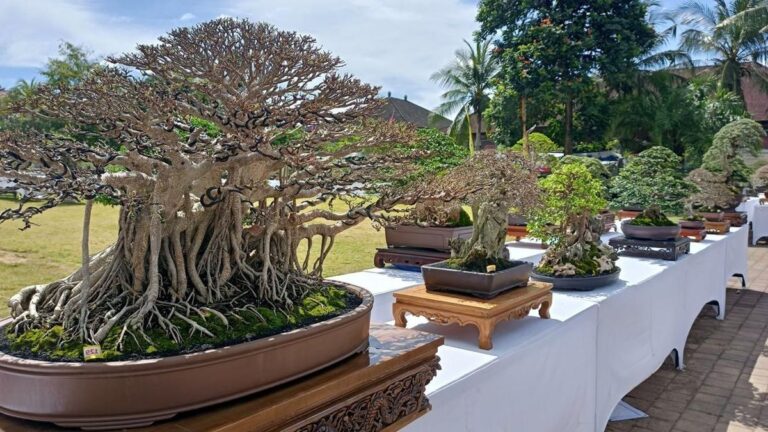 Paket sewa tanaman hias