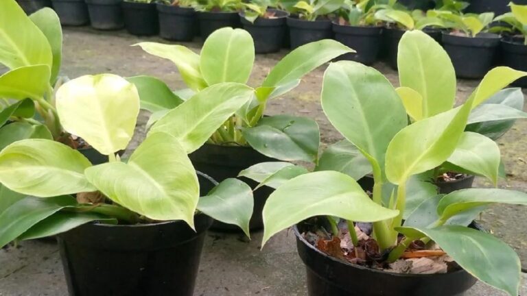 Rental Tanaman Hias Indoor