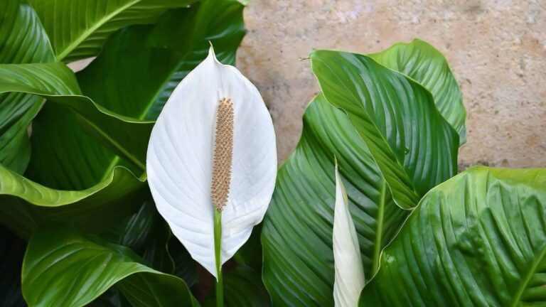 Taman hias rumah minimalis