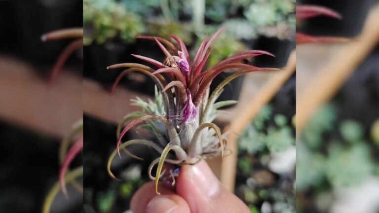 Tillandsia