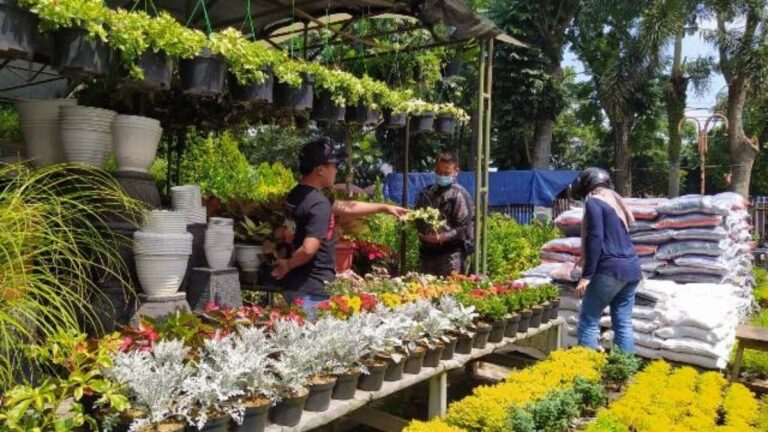 jual tanaman hias Serpong