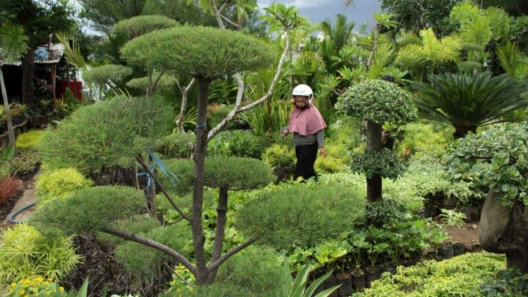 jual tanaman hias sudirman