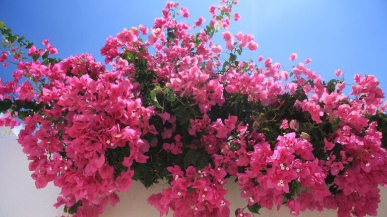 taman hias minimalis