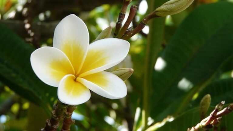 tanaman hias taman minimalis