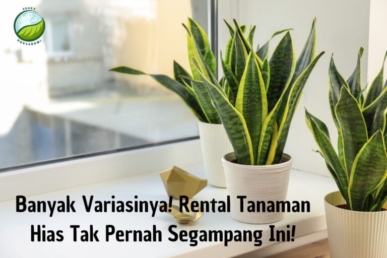 rental tanaman hias