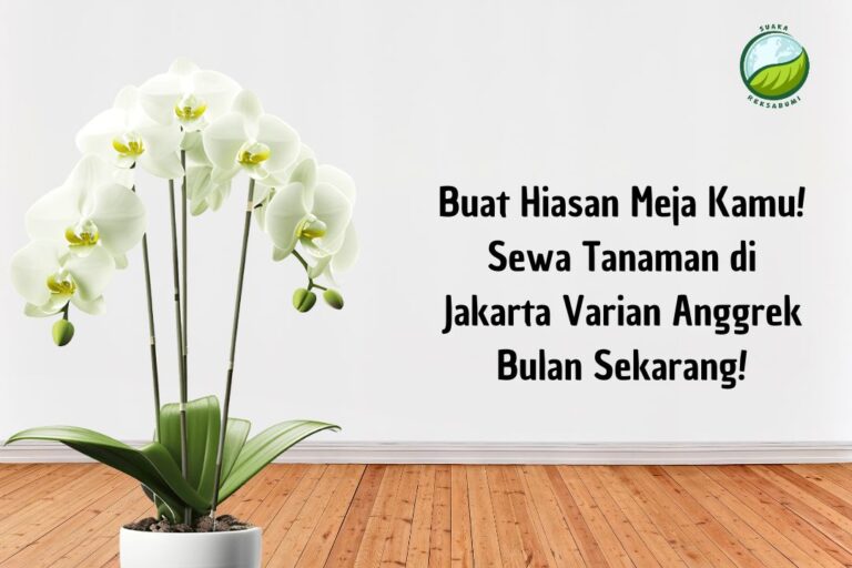 Buat Hiasan Meja Kamu! Sewa Tanaman di Jakarta Varian Anggrek Bulan Sekarang!