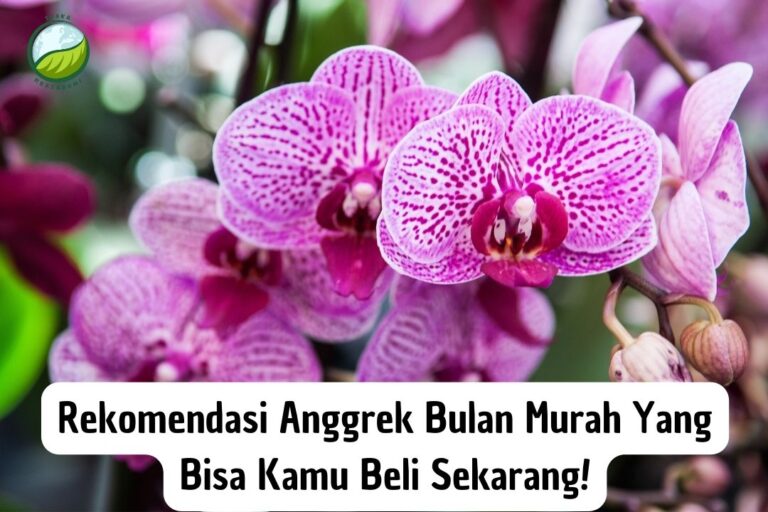 Anggrek bulan murah