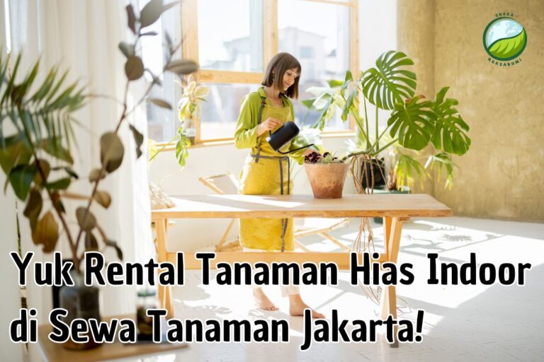 rental tanaman hias indoor