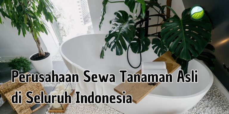 sewa tanaman asli