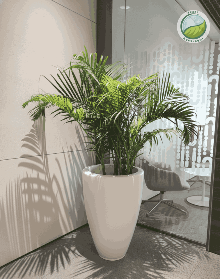 Tanaman Indoor Minim Perawatan untuk Kantor