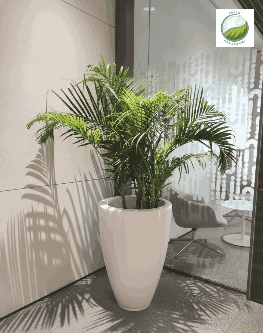 Tanaman Indoor Minim Perawatan untuk Kantor