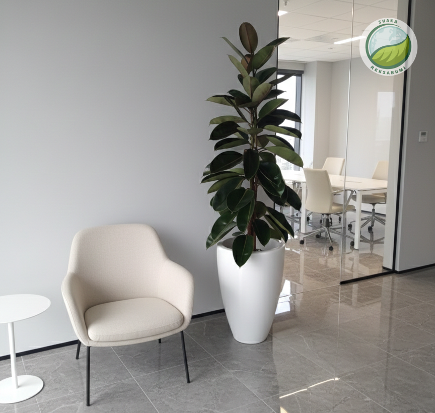 Jenis Tanaman Kantor yang Cocok Berdasarkan Area & Kebutuhan Ruang Kerja
