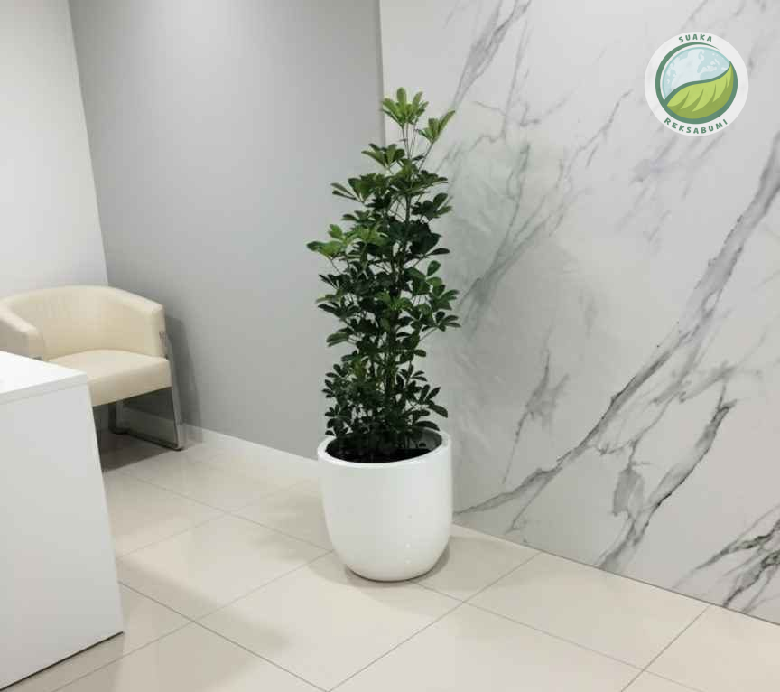 harga sewa tanaman hias untuk kantor