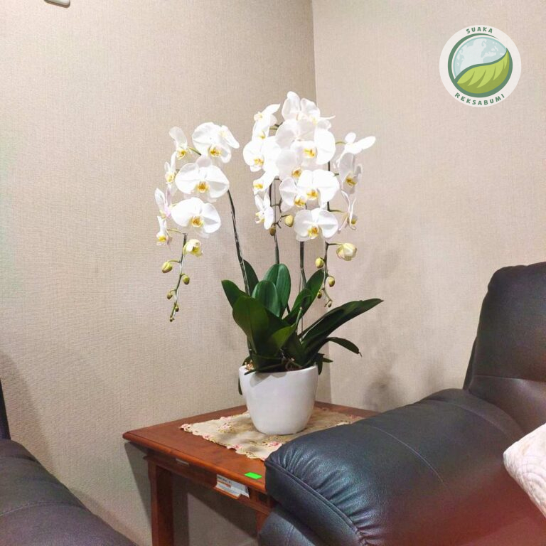 Rekomendasi Tanaman Hias dalam Kantor