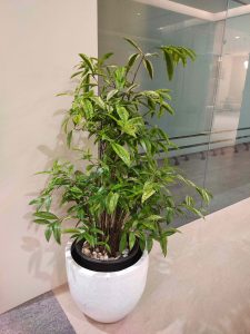 Manfaat Tanaman Hias di Tempat Kerja