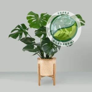 jenis tanaman kantor monstera deliciosa