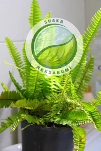 jenis tanaman kantor pakis boston