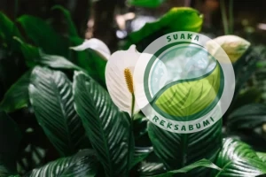 jenis tanaman kantor peace lily