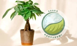 jenis tanaman kantor pohon uang