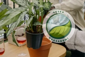 anaman indoor minim perawatan untuk kantor aglaonema