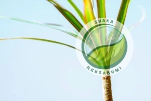 tanaman indoor minim perawatan untuk kantor dracaena