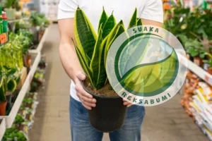 tanaman indoor minim perawatan untuk kantor lidah mertua