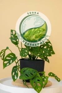  tanaman indoor minim perawatan untuk kantor monstera obliqua