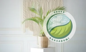 tanaman indoor minim perawatan untuk kantor palem kuning