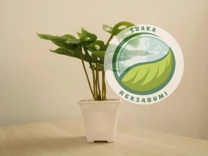 tanaman indoor minim perawatan untuk kantor philodendron