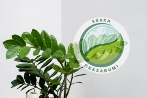 tanaman indoor minim perawatan untuk kantor ZZ plant