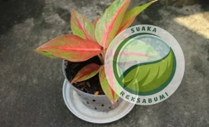  tanaman kantor minim cahaya sri rejeki