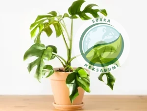 tanaman kantor minim cahaya philodendron