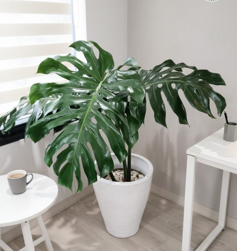 tanaman indoor kantor monstera