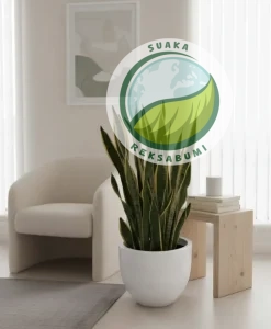 cara merawat tanaman indoor di kantor lidah mertua