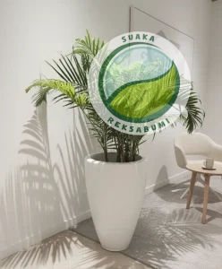  cara merawat tanaman indoor di kantor palem kuning