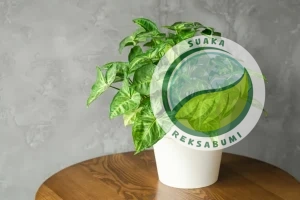 cara merawat tanaman indoor di kantor sirih gading