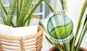 dekorasi tanaman acara lidah mertua