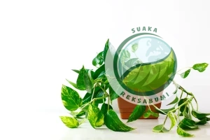 dekorasi tanaman acara sirih gading