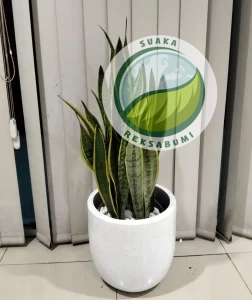 tanaman indoor kantor lidah mertua