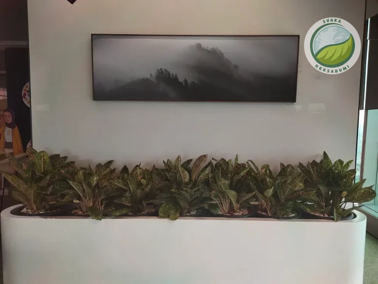 Sewa tanaman kantor di SCBD