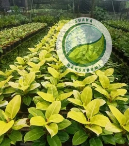 jasa desain dan instalasi tanaman hias desain indoor