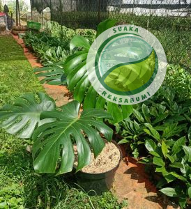 kebun supplier tanaman hias