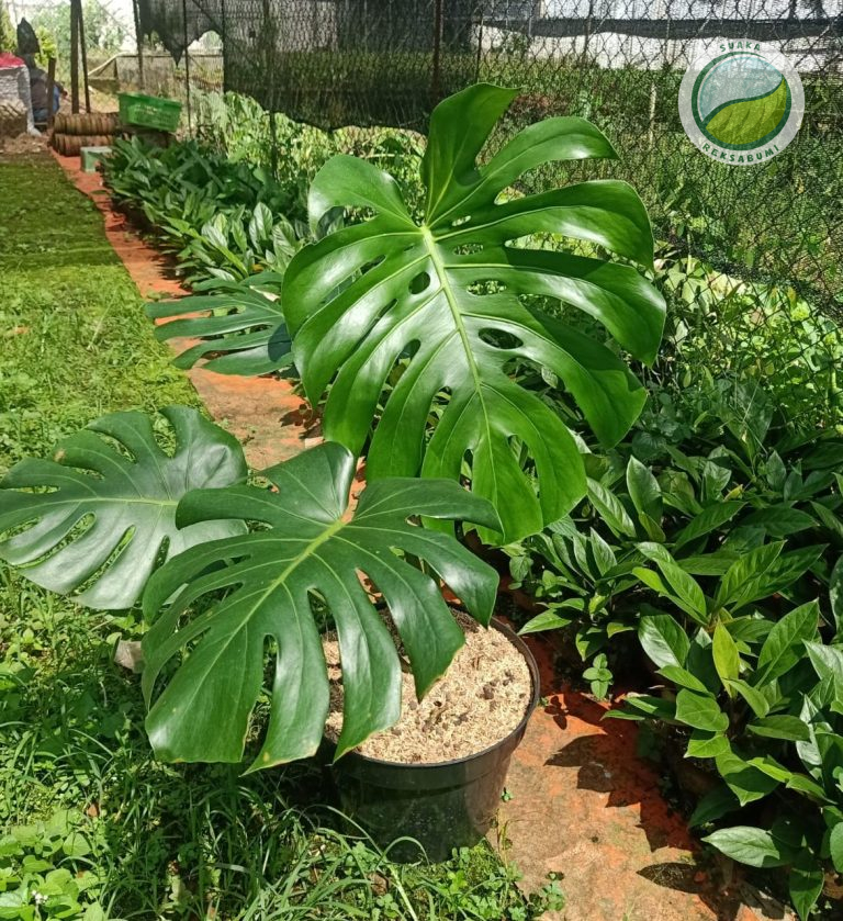 supplier tanaman hias