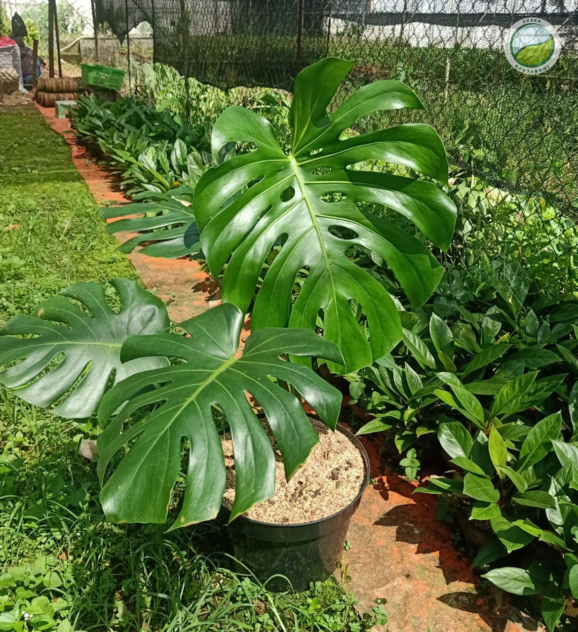 supplier tanaman hias