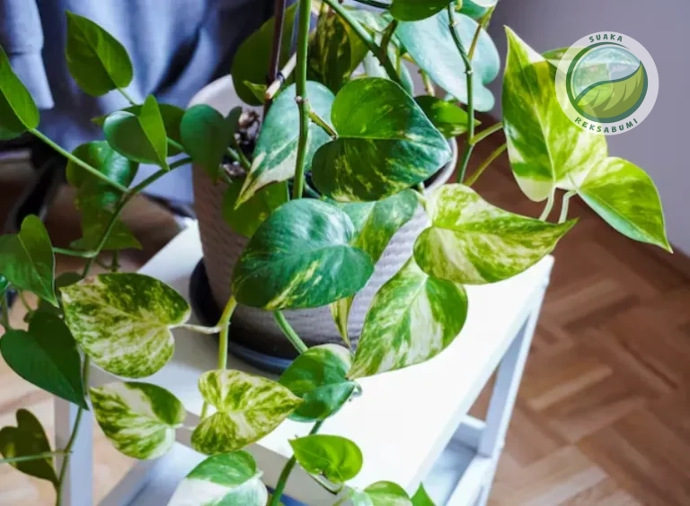 sirih gading golden pothos