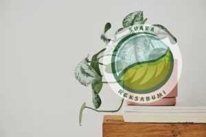 sirih gading marble queen 