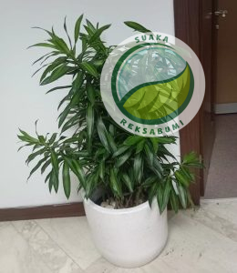 supplier tanaman hias contoh tanaman rimbun segar song of jamaika