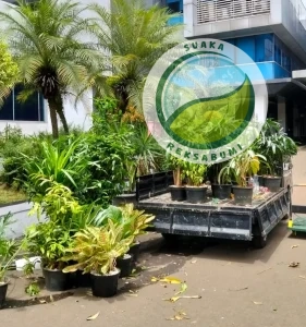 supplier tanaman hias pengiriman skala besar